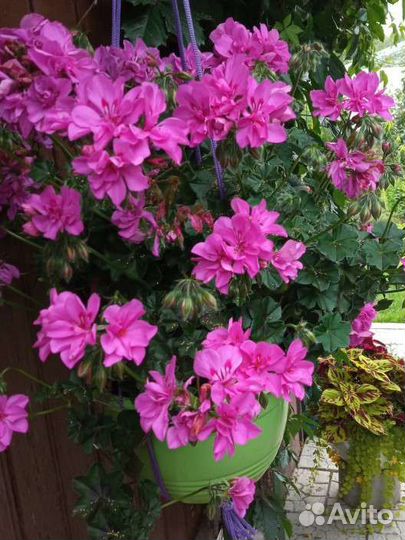Пеларгония плющелистная