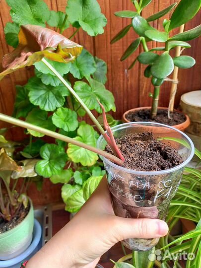 Сингониум Кристмасс