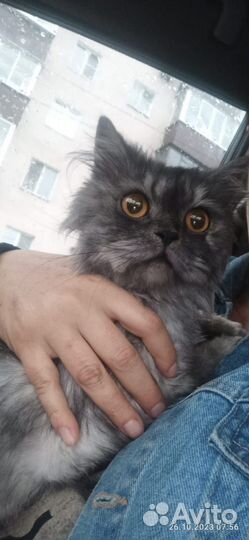 Кошечка в добрые руки