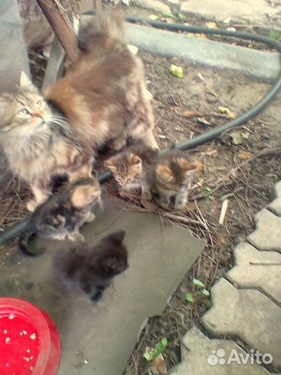 Котята в добрые руки бесплатно