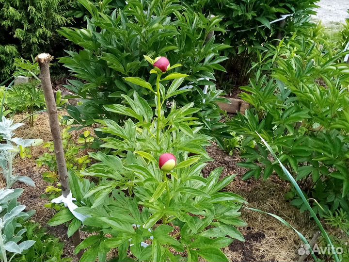 Пионы срезка