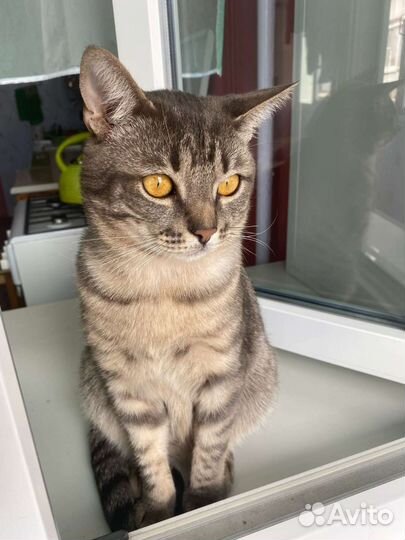 Отдам в добрые руки Шпрота