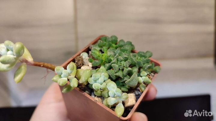 Хавортии и эчеверии суккуленты