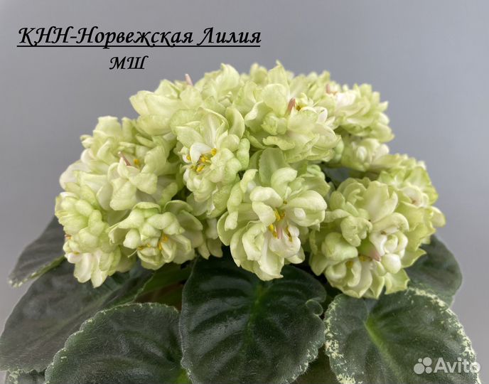 Фиалки (детки)