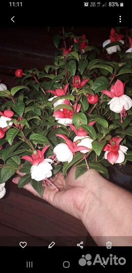 Фуксии цветущие сортовые от светлых до тёмных