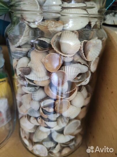 Ракушки