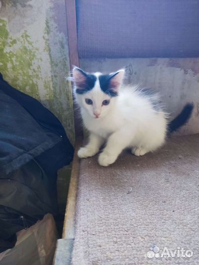 Котята в добрые руки бесплатно