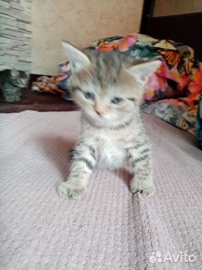 Кошка и кот