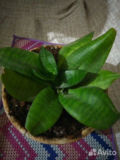 Комнатный цветок