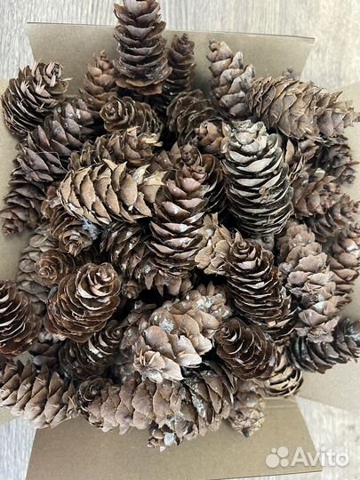 Шишки псевдотсуги для декора