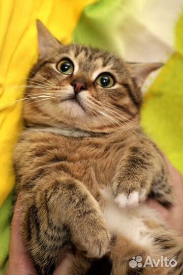 Плюшевый Тигрик в поиске дом