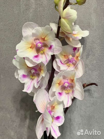 Орхидея фаленопсис