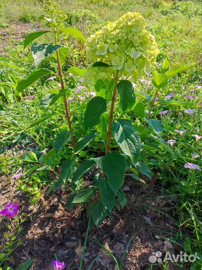 Гортензия метельчатая Лайм Лайт