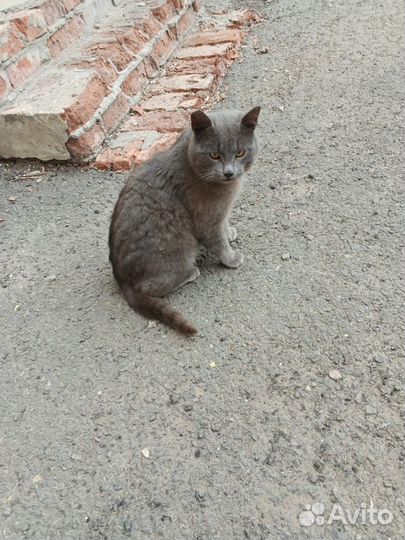 Серый кот в добрые руки