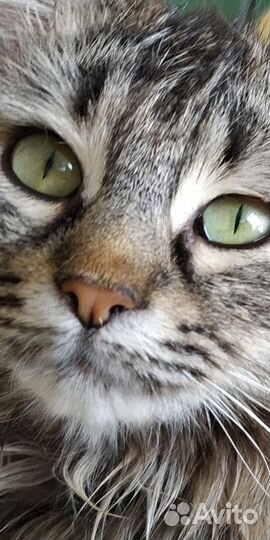 Отдам кошечку 2 года в хорошие руки