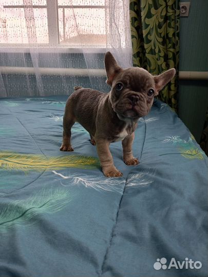 Французский бульдог