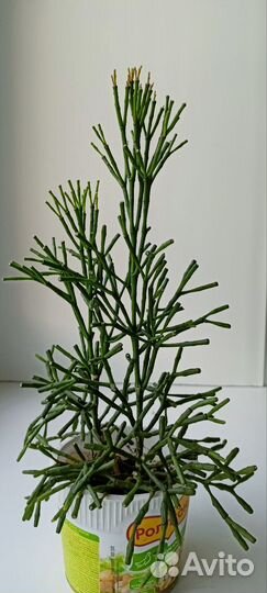 Хатиора солеросовая