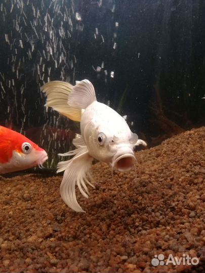 Вуалевый карп кои