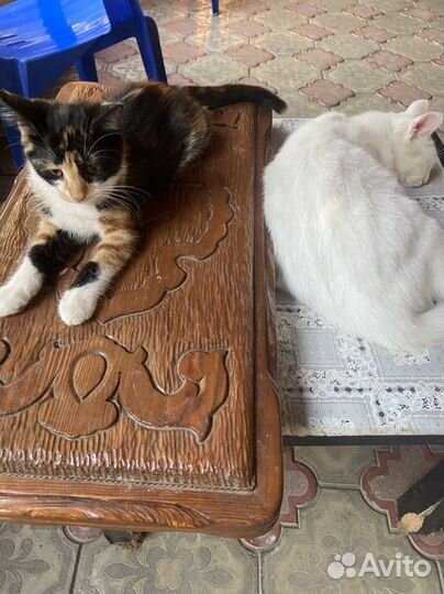 Кошки бесплатно
