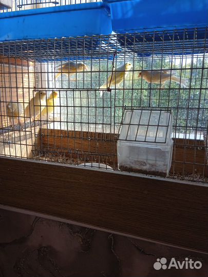 Канарейка кенар