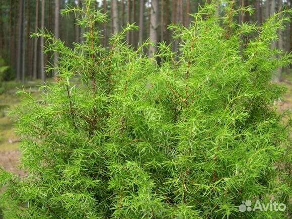 Можжевельник, саженцы от 50см