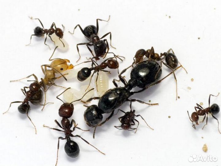 Муравьи колония жнецов