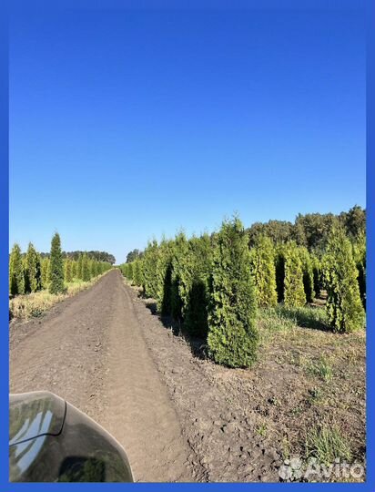 Туя с бесплатной доставкой