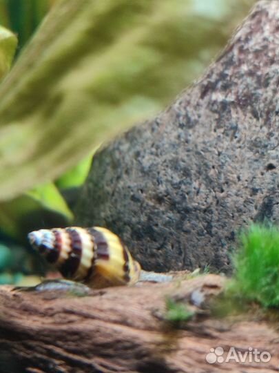 Хелена улитка