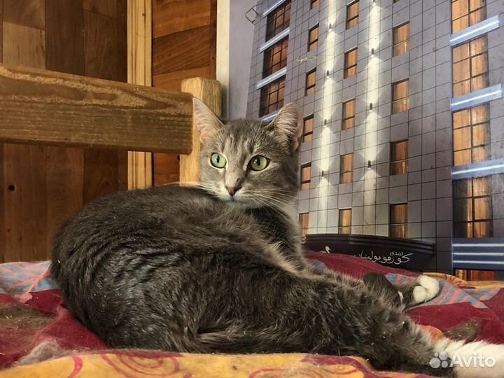 Кошечка степного окраса