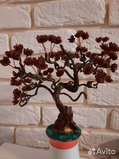 Комнатное дерево бонсай