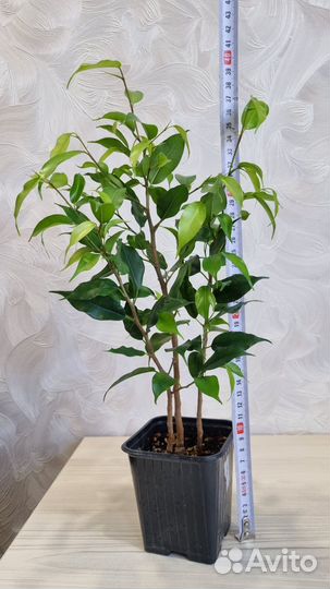 Фикус Бенджамина