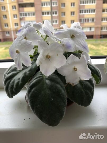 Фиалка, лист