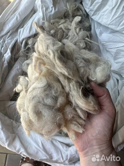 Шерсть овечья мытая