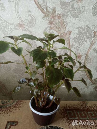 Бальзамин махровый