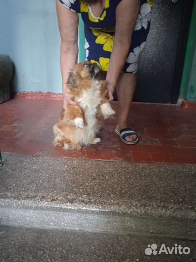 Тибетский спаниель