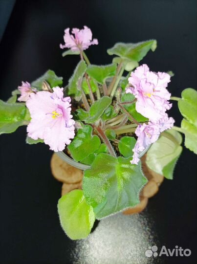 Цветущие фиалки