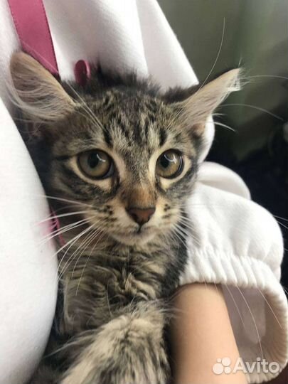 Скарлет, котёнок из подвала