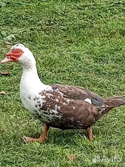 Продам селезней индоутки