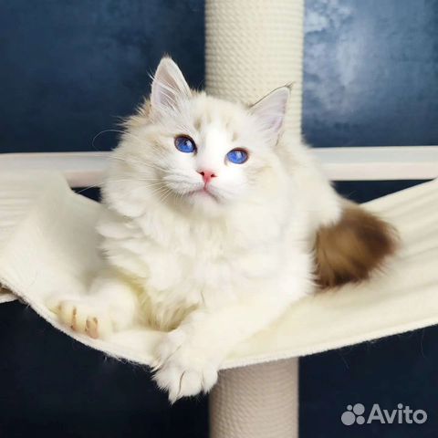 Milady, малышка рэгдолл, родословная