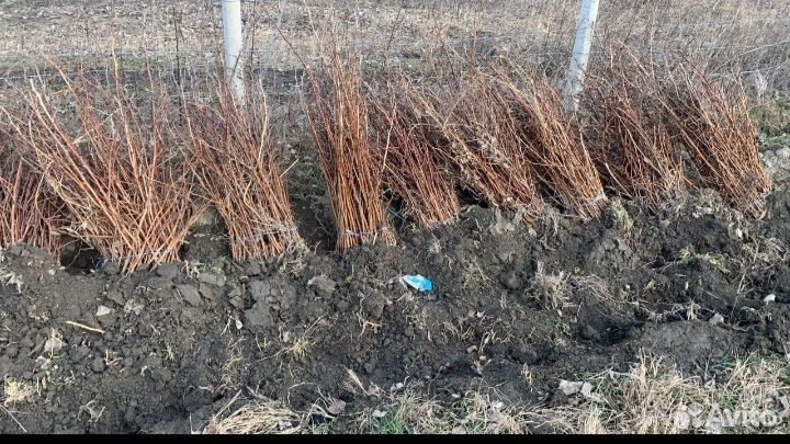 Ремонтантная малина