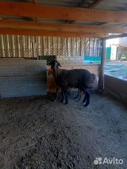 Гисарские бараны