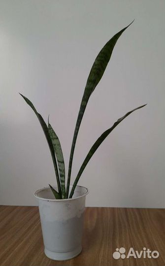 Сансевьера /Щучий хвост