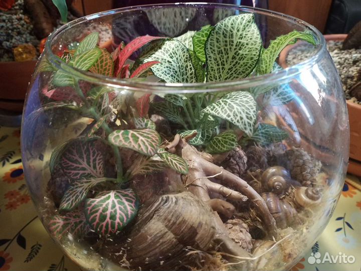 Флорариум с фиттониями