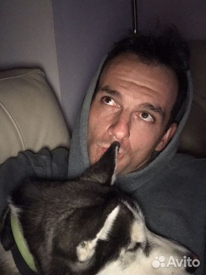 Выгул собак, догситтер