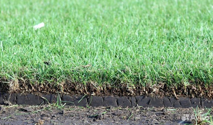 Газон рулонный, укладка рулонного газона