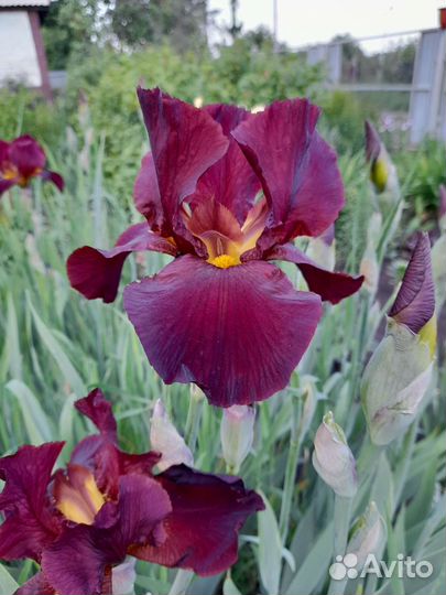 Ирисы бородатые