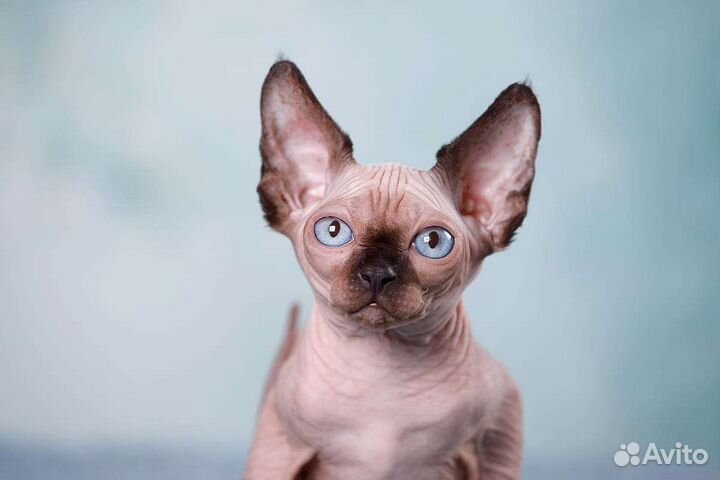 Элитные котята сфинкс