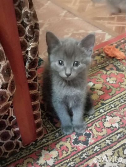 Кошка в дар бесплатно