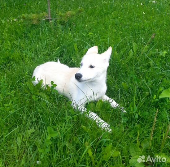 Щенок с разными глазами метис