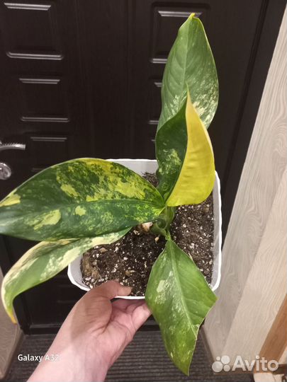 Диффенбахия еллоу